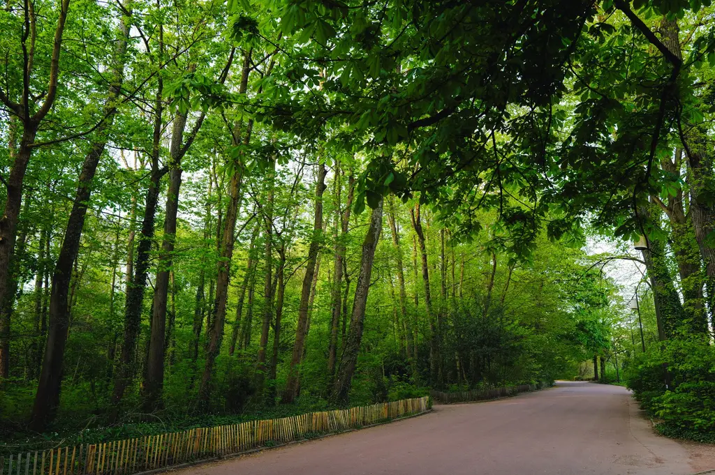 Chemin dans un bois verdoyant